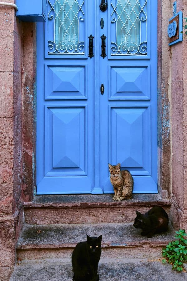 colorful doors of ayvalik cats turkey