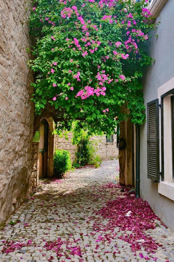 winding hidden alleyways of alacati covered with bougainvillea