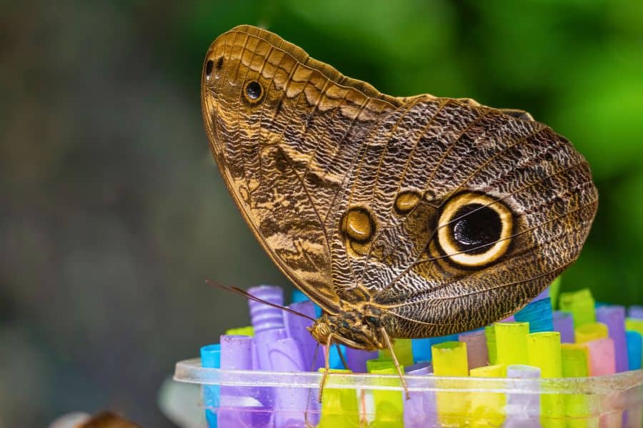 giant owl butterfly at konya tropical butterfly garden