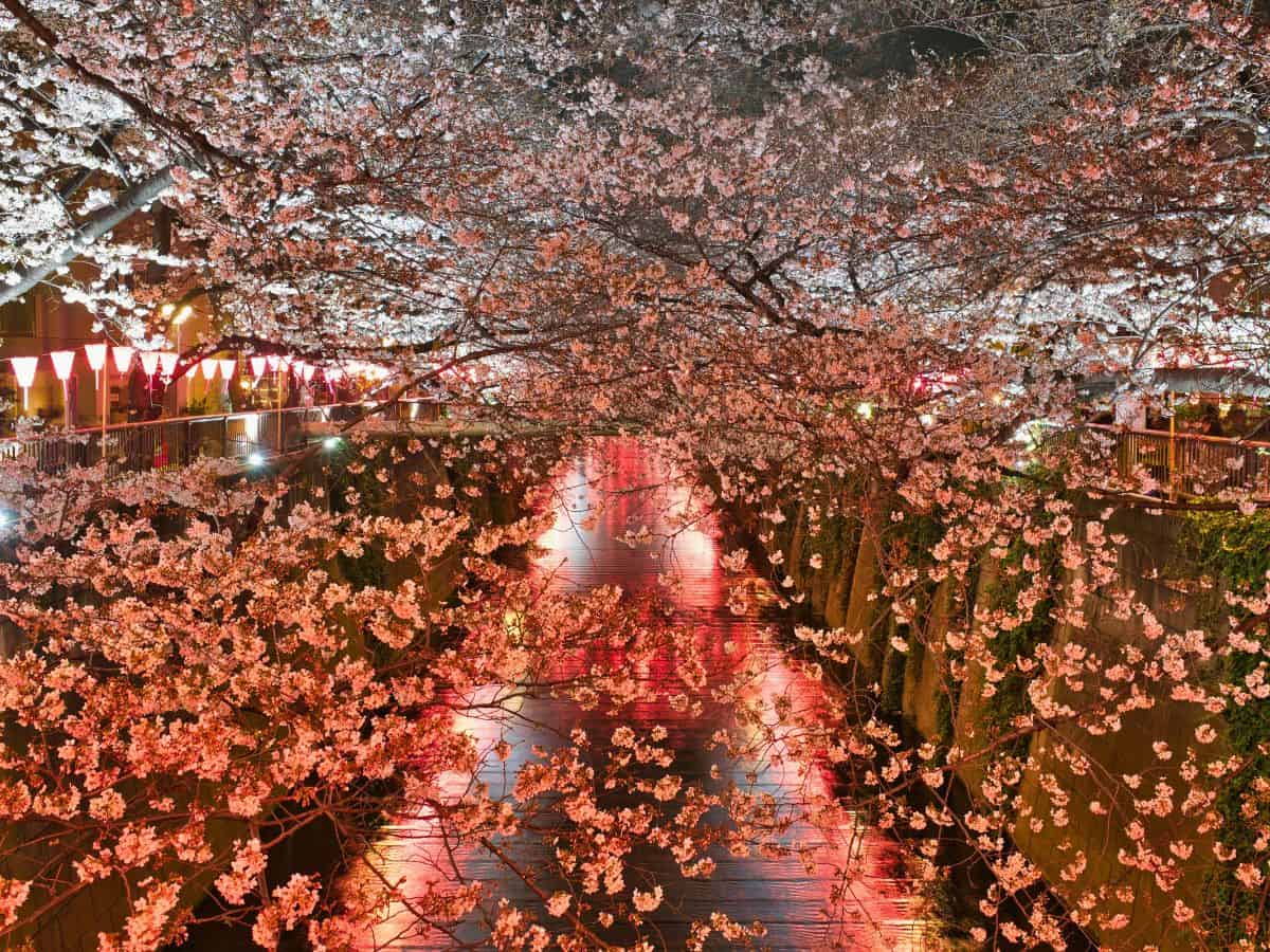 illuminated cherry blossoms over Meguro River at night in Tokyo, with glowing red lanterns reflecting on the water