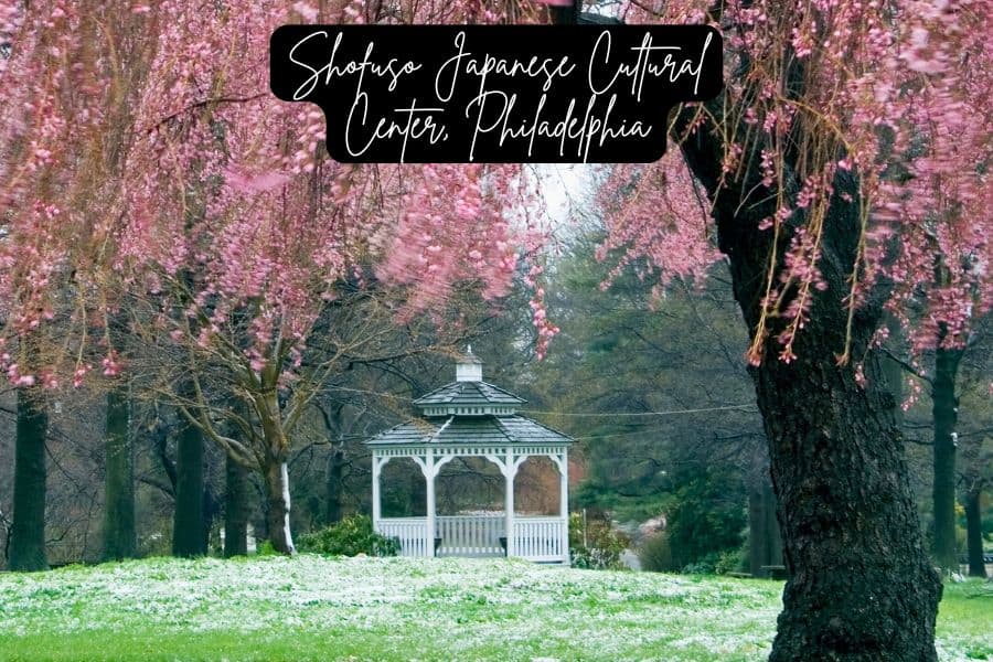 pink weeping cherry blossoms framing a white gazebo at shofuso japanese cultural center in philadelphia