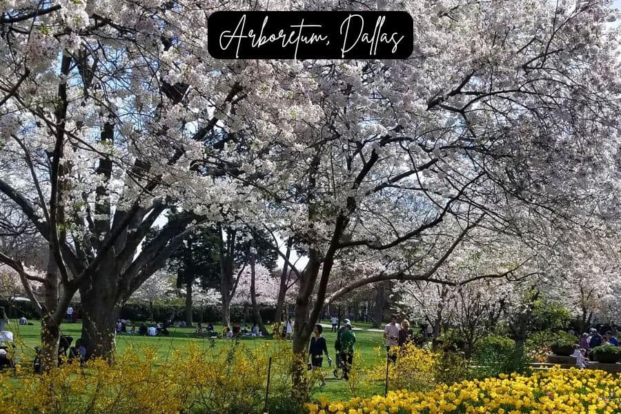 white cherry blossoms in full bloom at dallas arboretum, with visitors enjoying a spring day on the green lawns