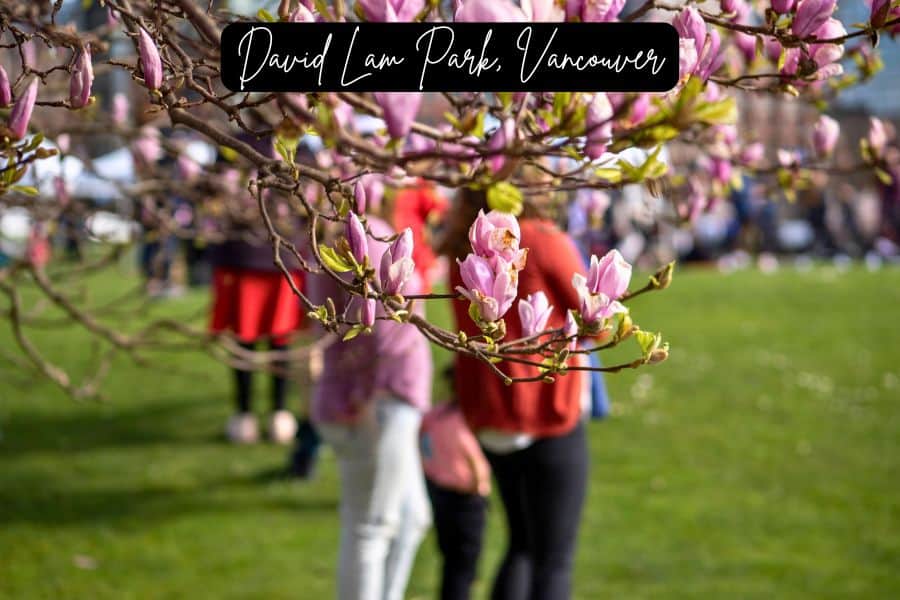 pink cherry blossoms in focus at david lam park, vancouver, with a blurred background of people enjoying the spring festival