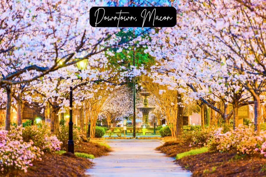 cherry blossom trees glowing under streetlights in downtown macon, georgia, with a fountain in the background