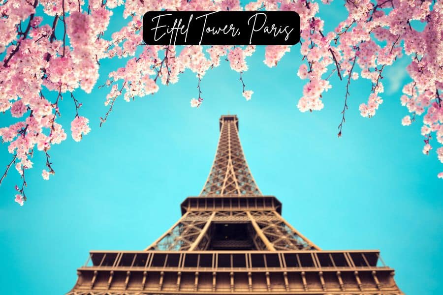 eiffel tower in paris framed by pink cherry blossoms against a bright blue sky