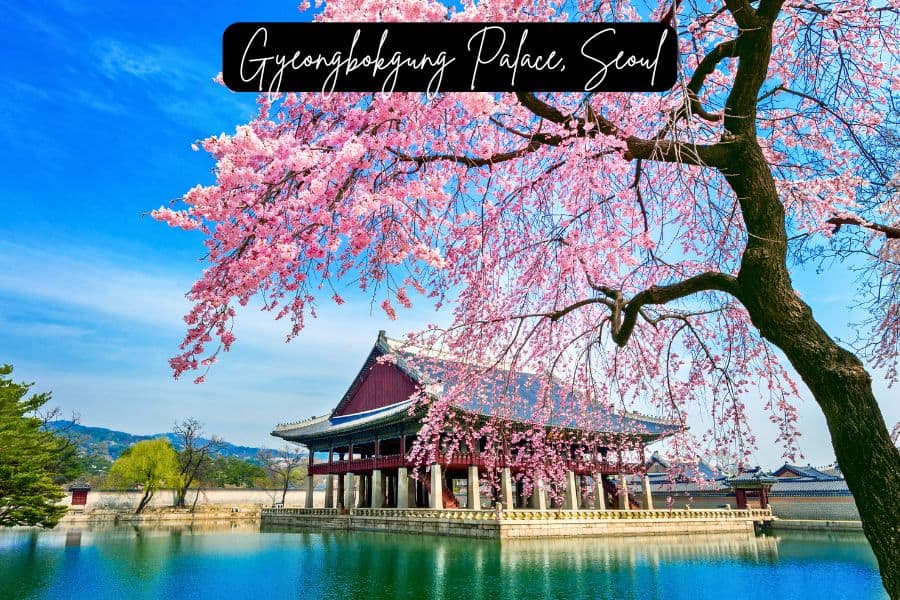 pink cherry blossoms framing gyeongbokgung palace in seoul, with a serene blue sky and reflecting pond in the background