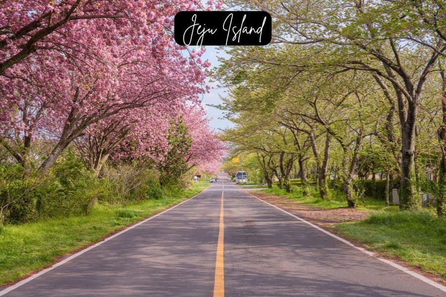 cherry blossom trees lining a scenic road on jeju island, south korea during spring