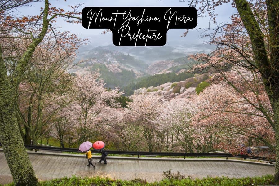misty mountain slopes of mount yoshino in nara perfecture, japan, covered in soft pink cherry blossoms with two people walking under umbrellas