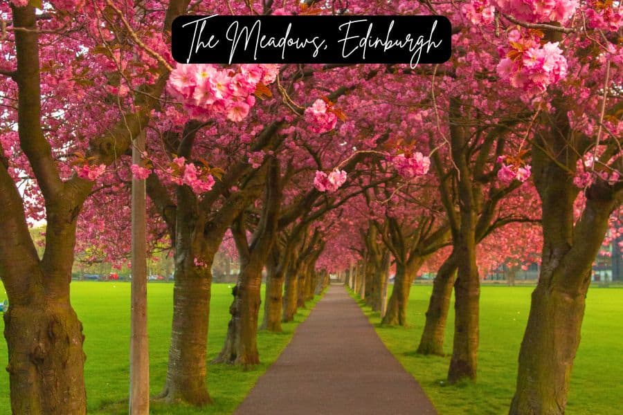 cherry blossom tunnel at the meadows in edinburgh, scotland during spring
