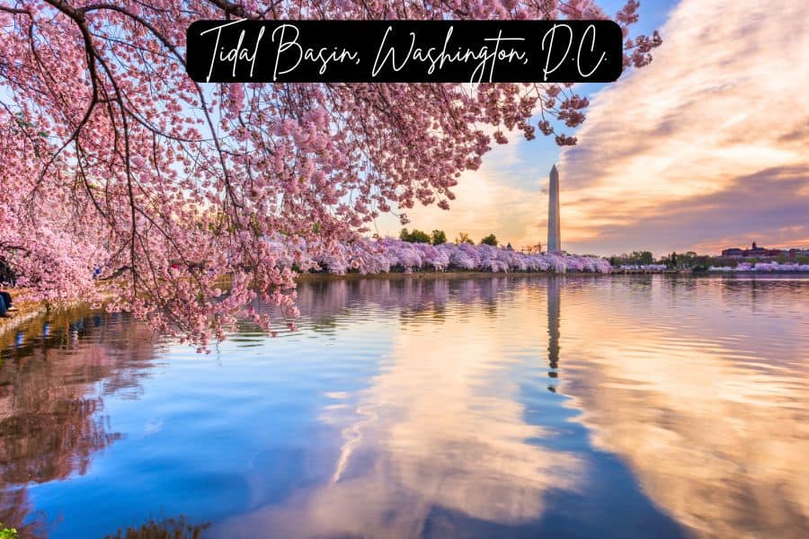 tidal basin in washington, d.c., with cherry blossoms in full bloom and the washington monument reflecting in the water at sunset