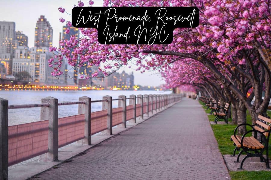 cherry blossoms in full bloom along the west promenade on roosevelt island, new york city, with a serene walkway, benches, and the manhattan skyline in the background