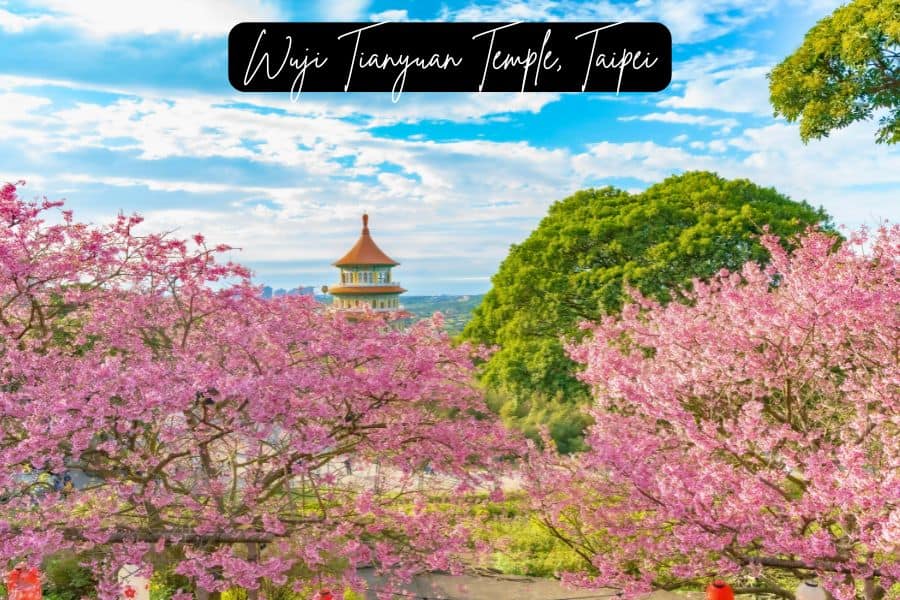 pink cherry blossoms surrounding wuji tianyuan temple in taipei, with a scenic blue sky and lush greenery in the background