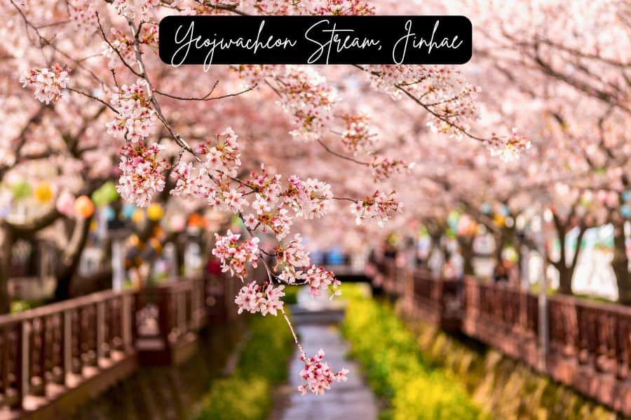 cherry blossoms in full bloom over yeojwacheon stream in jinhae, south korea during spring