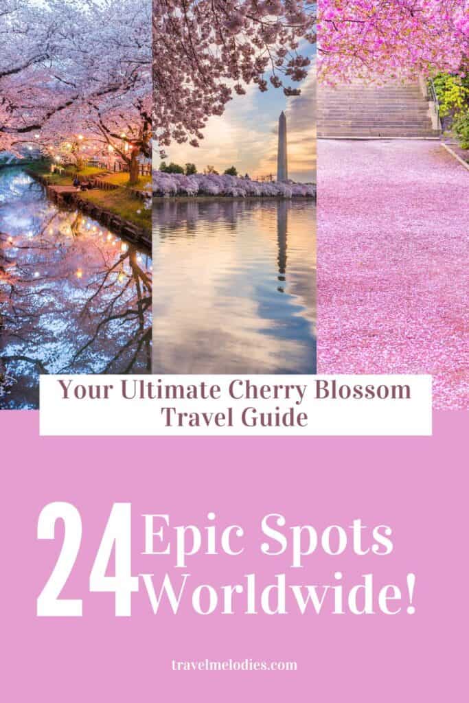 collage of three stunning cherry blossom scenes: a lantern-lit canal in japan, washington d.c.'s tidal basin with the washington monument, and a pink petal-covered pathway with blooming trees; text overlay reads 'your ultimate cherry blossom travel guide – 24 epic spots worldwide' with travelmelodies.com at the bottom