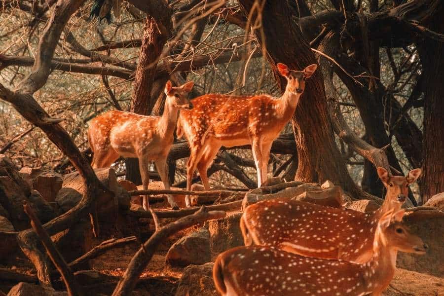 spotted deer standing among dry trees and rocks inside deer park in hauz khas, delhi, with soft golden light falling through the branches