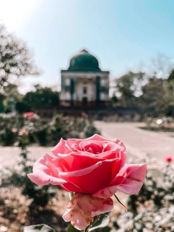 close-up of a pink rose in full bloom at sunder nursery with a blurred backdrop of a domed mughal-era tomb glowing in soft morning light