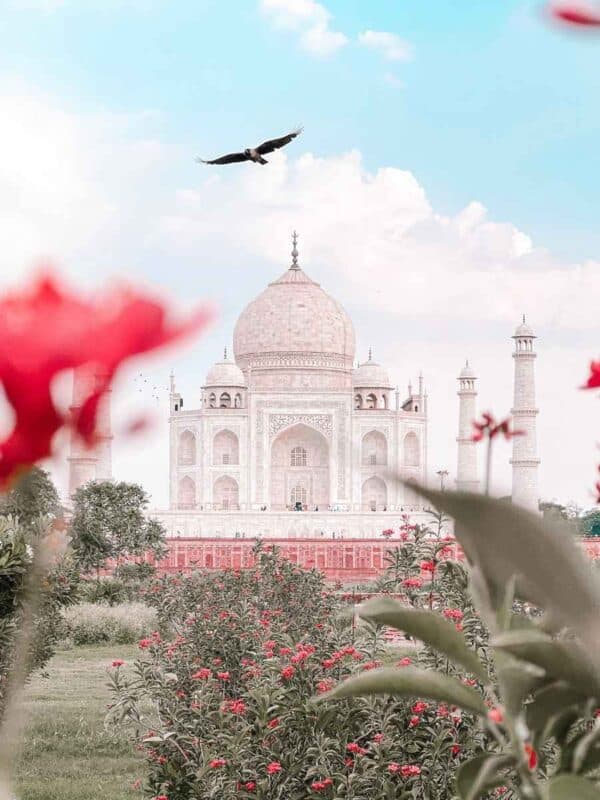 a soaring eagle flies above the iconic white marble dome of the taj mahal, framed by red flowers and lush greenery in the foreground