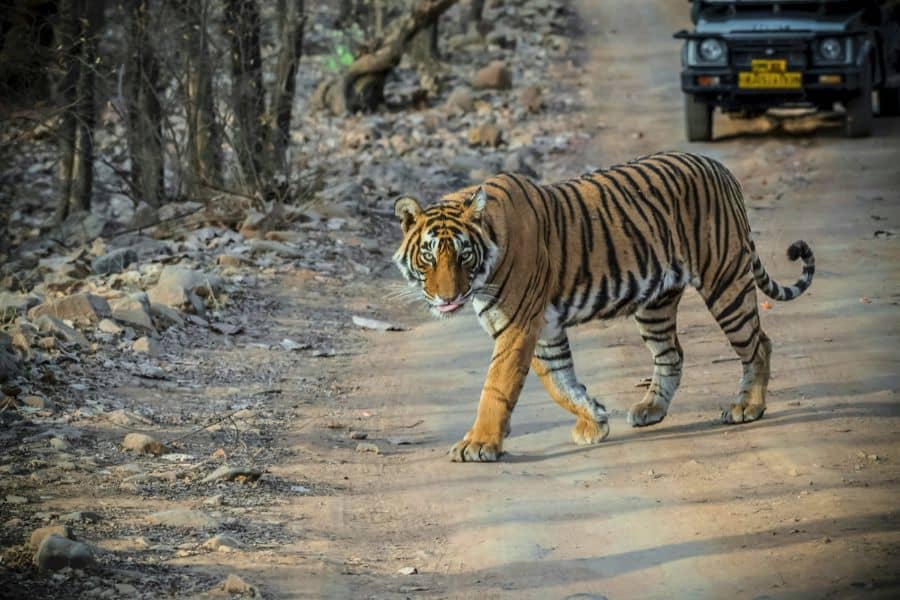 bengal tiger walking on a forest track during safari in ranthambore national park rajasthan india