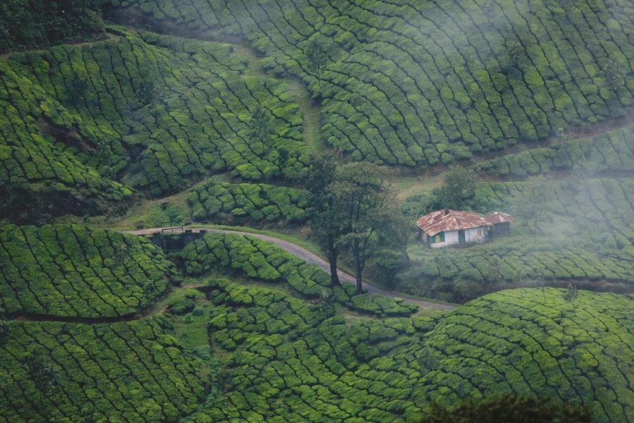 lush green tea plantations with a winding road and small house in munnar kerala india